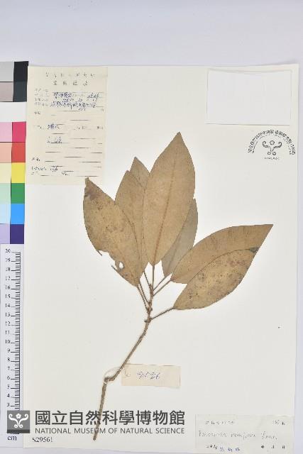 木奶果藏品圖，第1張