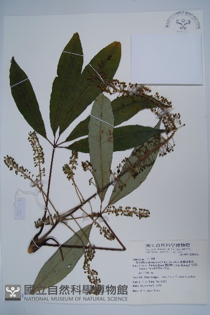臺灣鵝掌柴藏品圖，第1張