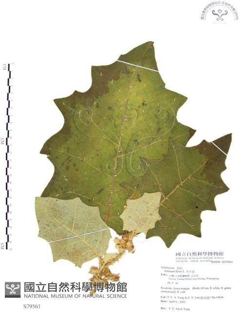 羊不食、毛茄藏品圖，第1張