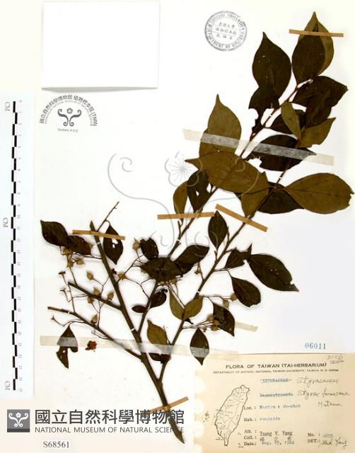 烏皮九芎、奮起湖野茉莉藏品圖，第1張