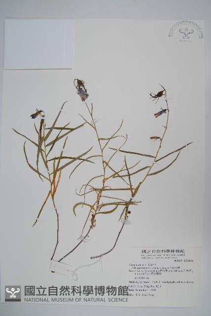 玉山沙參藏品圖，第1張