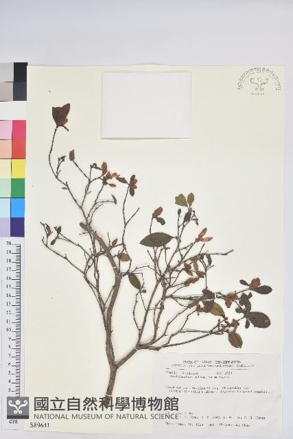 紅毛杜鵑藏品圖，第1張