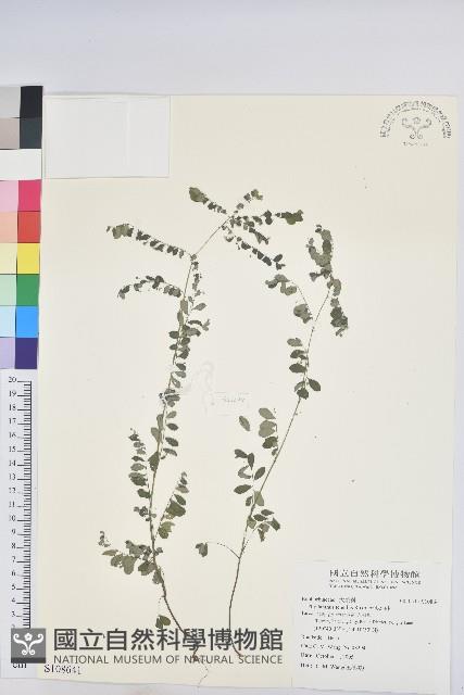 五蕊油柑藏品圖，第1張