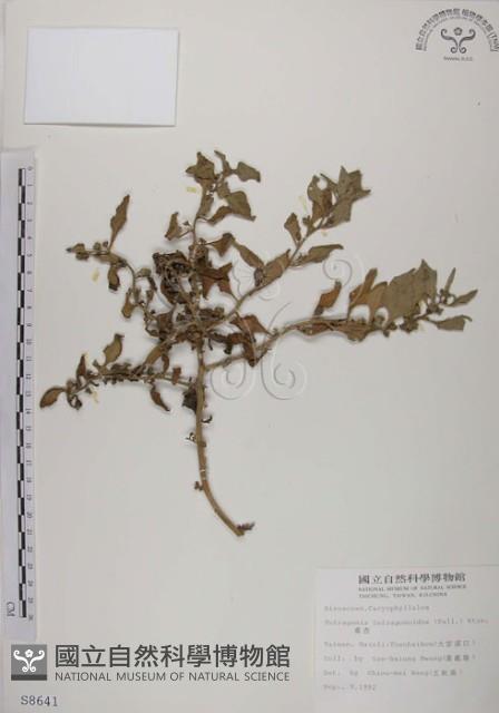 番杏藏品圖，第1張