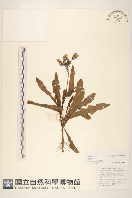 苦滇菜、苦菜藏品圖，第1張