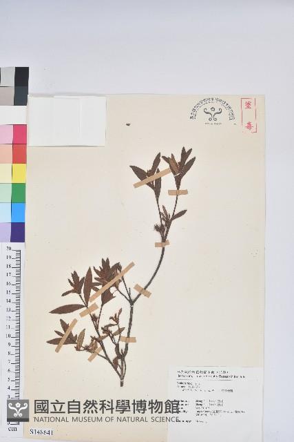 烏來杜鵑藏品圖，第1張