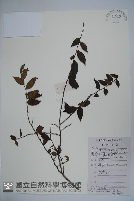 密毛假黃楊藏品圖，第1張