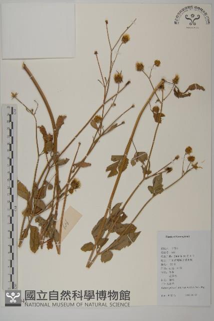 大花咸豐草藏品圖，第1張