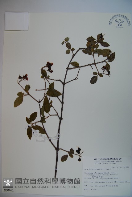 狹葉莢迷藏品圖，第1張