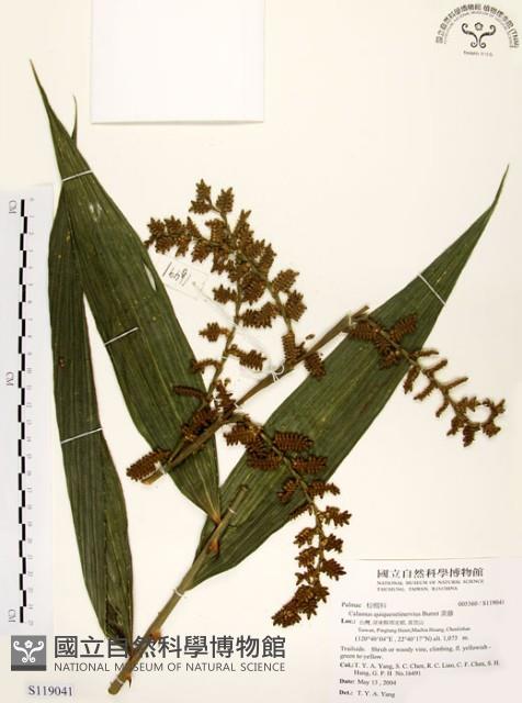 黃藤藏品圖，第1張