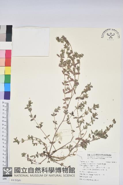 斑地錦藏品圖，第1張