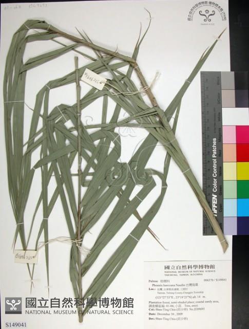 台灣海棗藏品圖，第1張