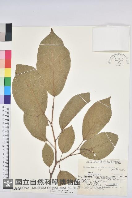 白木烏臼藏品圖，第1張