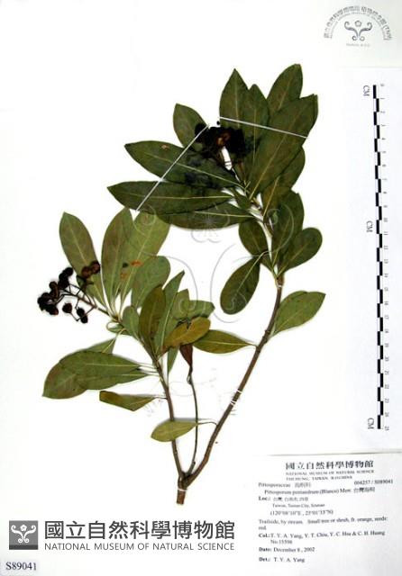 七里香、台灣海桐藏品圖，第1張