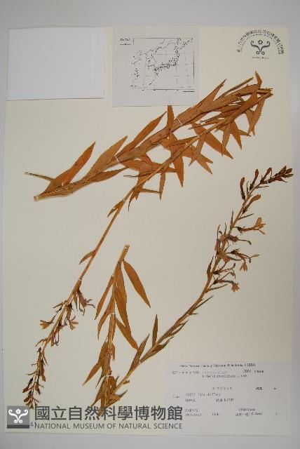 無柄葉山梗菜藏品圖，第1張