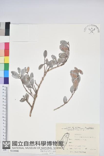 凹葉越橘藏品圖，第1張