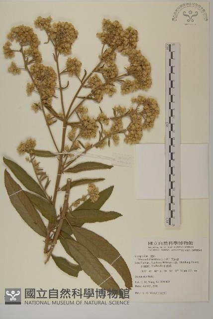 艾納香藏品圖，第1張