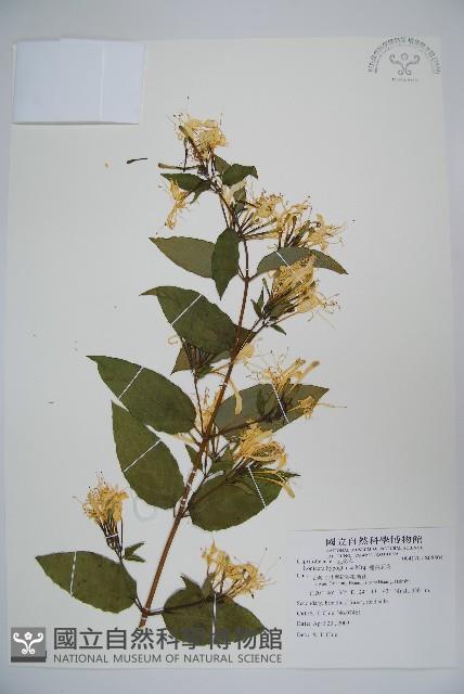 裡白忍冬、紅腺忍冬藏品圖，第1張