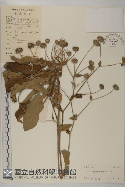 燈豎朽藏品圖，第1張