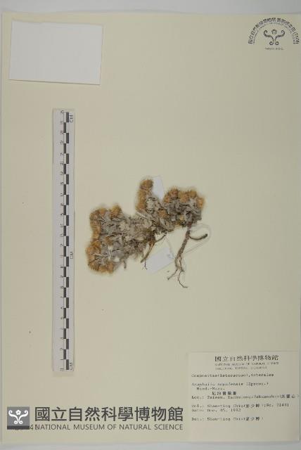 尼泊爾籟簫藏品圖，第1張