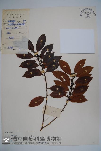 三花冬青藏品圖，第1張