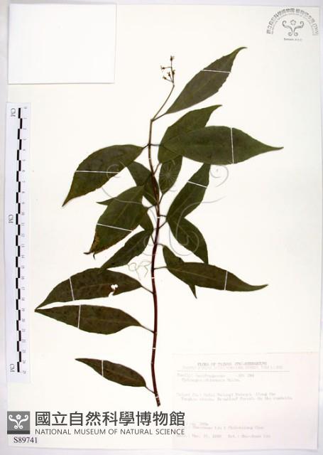 華八仙藏品圖，第1張