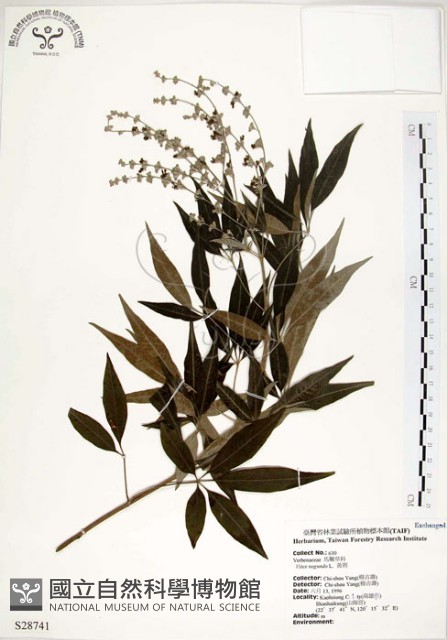 黃荊藏品圖，第1張