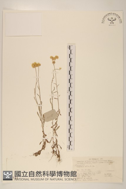 鼠麴草藏品圖，第1張