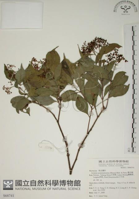 賽赤楠藏品圖，第1張