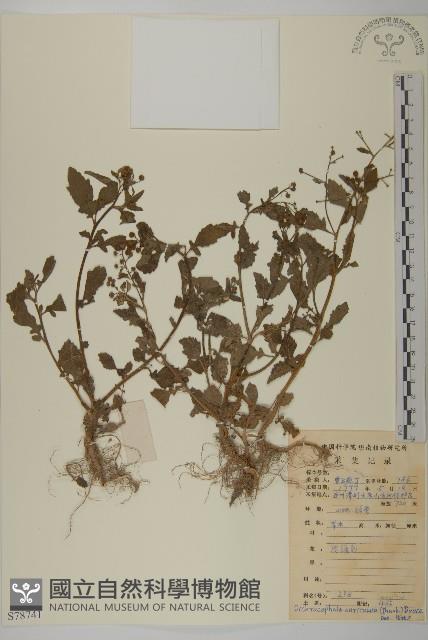 魚眼菊藏品圖，第1張