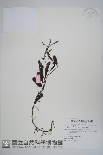 臺灣附地草藏品圖，第1張