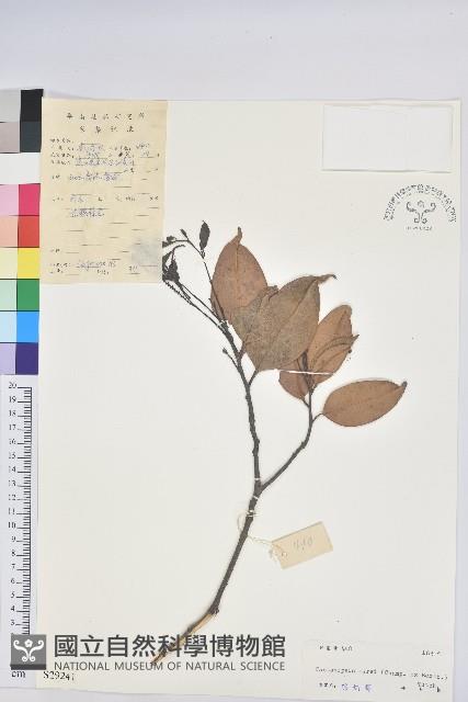 反刺苦櫧藏品圖，第1張