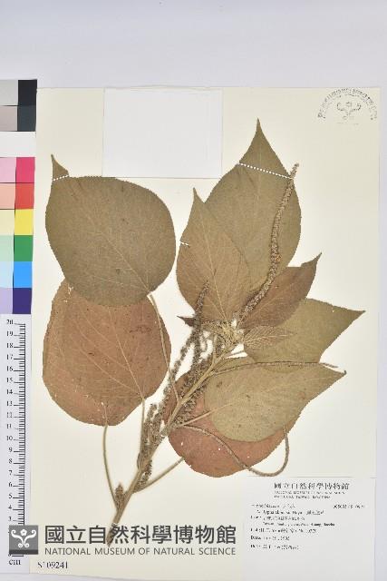 屏東鐵莧藏品圖，第1張