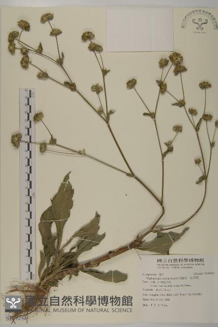 地膽草、毛蓮菜藏品圖，第1張