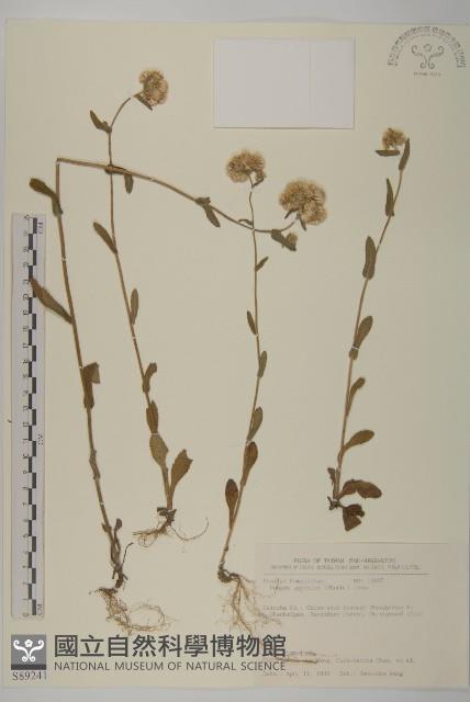 日本假蓬藏品圖，第1張