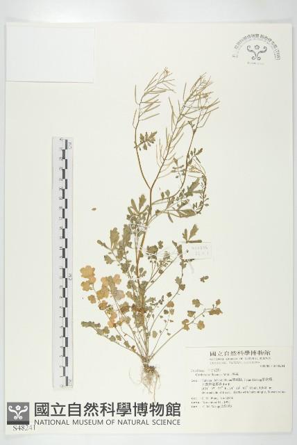 焊菜藏品圖，第1張