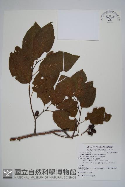 臺灣赤楊、臺灣榿木藏品圖，第1張