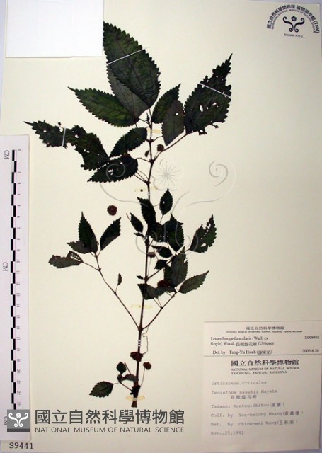 長梗盤花麻藏品圖，第1張