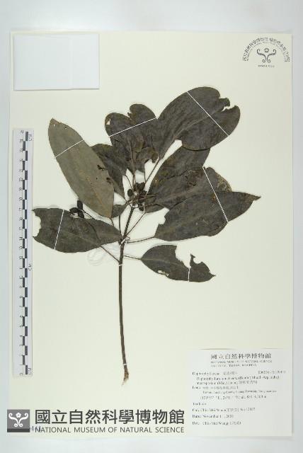 薄葉虎皮楠藏品圖，第1張