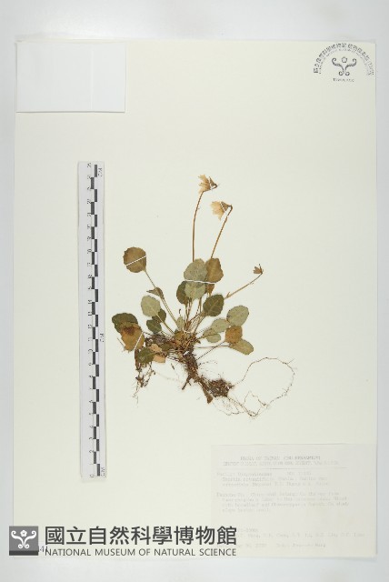 圓葉裂緣花藏品圖，第1張