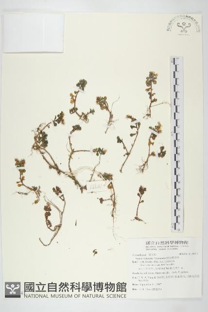 能高佛甲草藏品圖，第1張