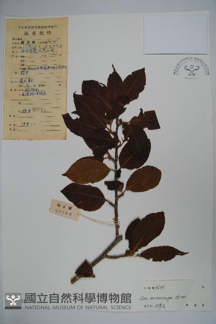 大果冬青藏品圖，第1張