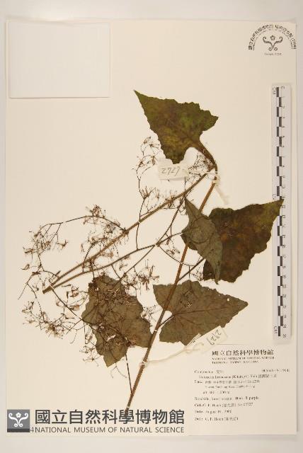 臺灣福王草藏品圖，第1張