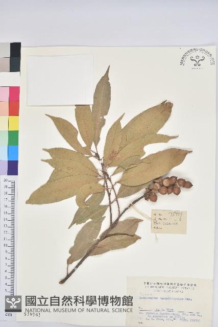 三果柯藏品圖，第1張