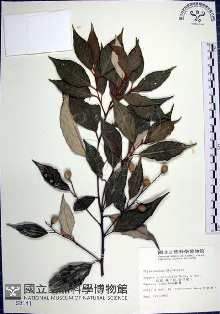 紅皮、葉下白、赤仔尾藏品圖，第1張