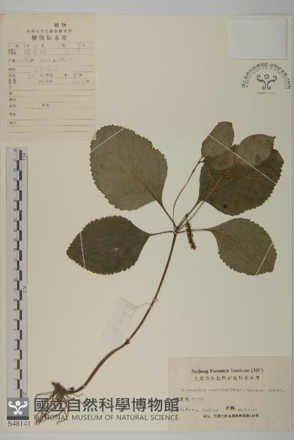 及己藏品圖，第1張