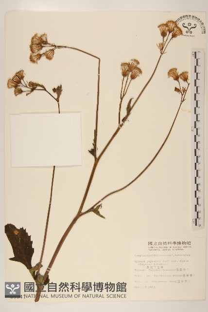 黃花三七草藏品圖，第1張