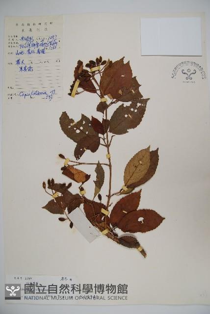 淡黃莢迷藏品圖，第1張