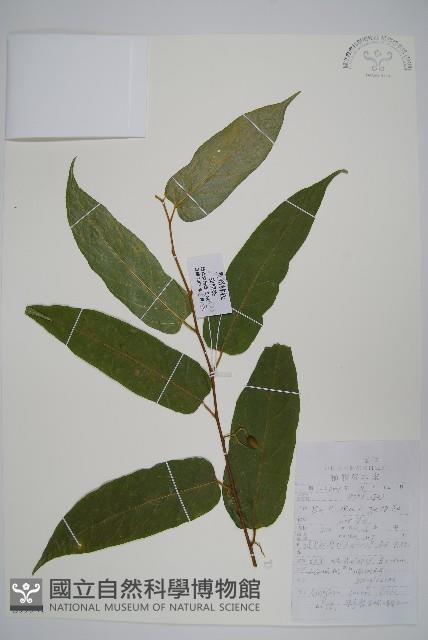 小花八角楓藏品圖，第1張