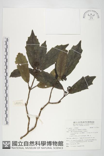 桃葉珊瑚藏品圖，第1張